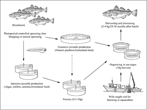 Cod production cycle. HF does both the closed cycle (from eggs) and capture based aquaculture.